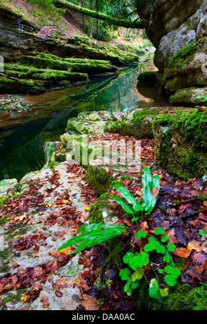 Gorges de l'Areuse, der Schweiz, Europa, Kanton Neuenburg, Schlucht, Fluss, Fluss, Areuse, Herbstlaub, Felsen, Klippe, Moss Stockfoto