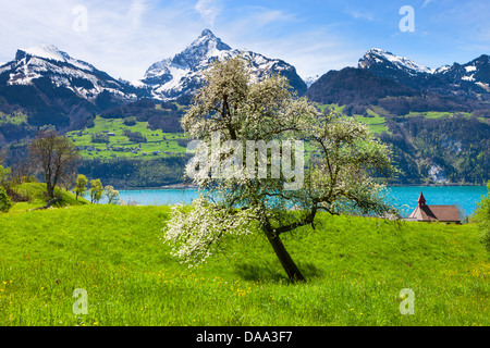 Betlis, Schweiz, Europa, Kanton St. Gallen, Sargans, Wiese, Blüte, Birnbaum, Blüte, Frucht-Baum, See, Walense Bereich Stockfoto