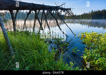 Etang De La Gruère, Schweiz, Europa, Kanton Jura, Naturschutzgebiet, Natur, Doubs, Naturschutzgebiet, See, Torf-See, See Shor Stockfoto