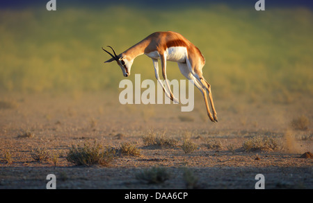 Laufenden Springbok springen hoch - Antidorcas Marsupialis - Kalahari - Südafrika Stockfoto