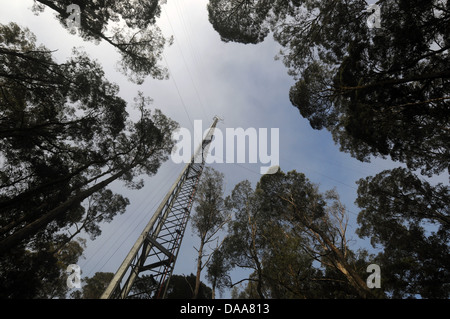 Flux-Turm in Warra Supersite, Forstwirtschaft wissenschaftliche Forschungsstation in das Huon Valley, Tasmanien, Australien Stockfoto