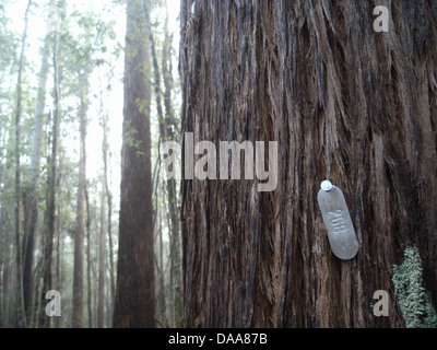 Baumnummer 208 (Eucalyptus Obliqua) auf langfristige wissenschaftliche Überwachung Grundstück am Warra, Huon Valley, Tasmanien, Australien Stockfoto