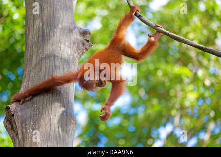 Borneo Orangutan Stockfoto