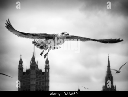 Schwarz / weiß Möwen fliegen über die Themse mit dem big Ben im Hintergrund Stockfoto