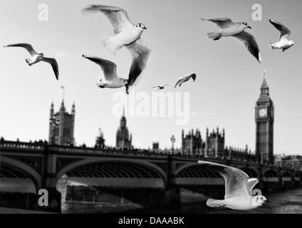 eine Landschaft von Westminster Bridge mit Möwen fliegen über der Themse mit dem Big Ben im Hintergrund Stockfoto