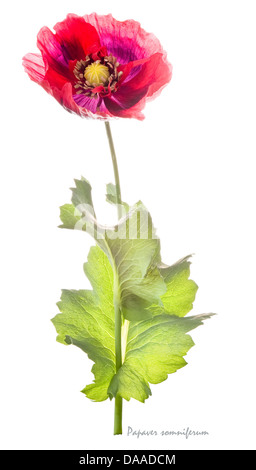 Schlafmohn (Papaver Somniferum) Blumen und Blätter auf dem weißen Hintergrund Juli England UK Europe Stockfoto
