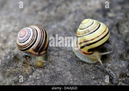 Zwei unterschiedliche Farben Formen der dunklen Lippen gebändert Schnecke Bänderschnecken nemoralis Stockfoto