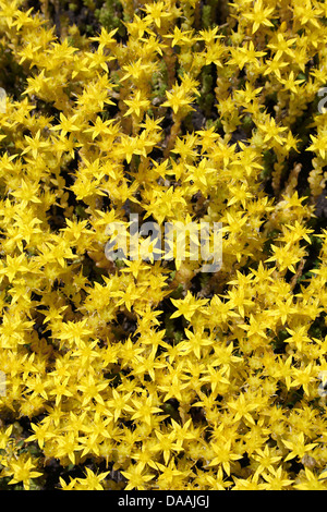 Beißende Mauerpfeffer Sedum acre Stockfoto