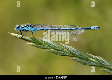 Männliche gemeinsame Blue Damselfly Enallagma cyathigerum Stockfoto