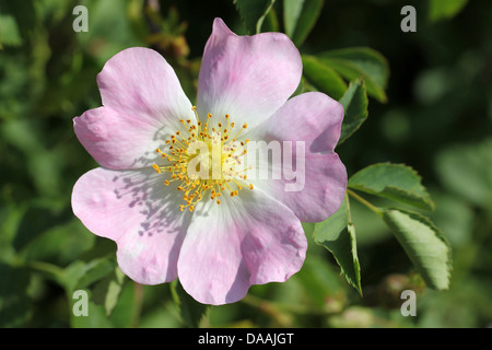 Hundsrose Rosa canina Stockfoto