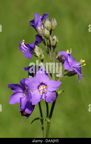 Jakobsleiter Polemonium Caeruleum wächst In The Wild am Lathkill Dale, Derbyshire, UK Stockfoto