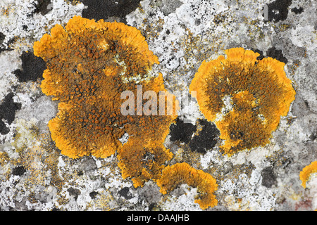 Caloplaca Flavescens - ein Orange-gelbes Crustose Flechten gefunden auf Kalkfelsen Stockfoto