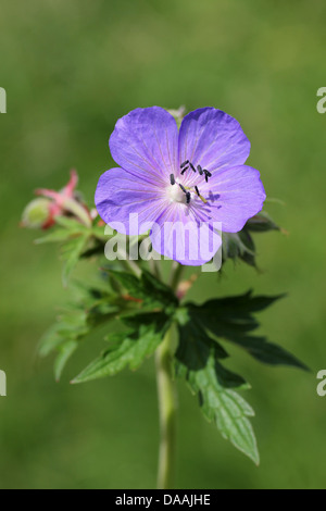 Wiese des Krans-Rechnung Geranium Pratense Stockfoto