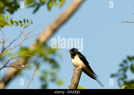 Europa, Vogel, Zweig, schlucken, Hirundo Rustica Stockfoto