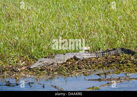 Salzwasser-Krokodil auf dem gelben Fluss Billabong, Kakadu-Nationalpark, Northern Territory, Australien Stockfoto