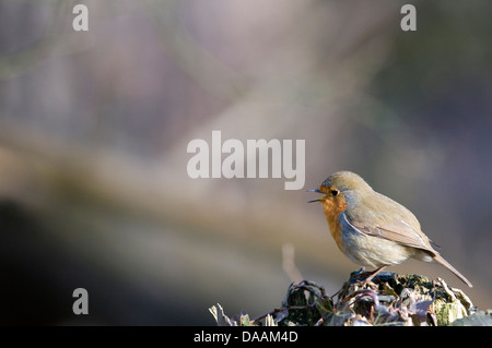 Europa, Rouge Schlucht, Robin, Erithacus rubecula Stockfoto