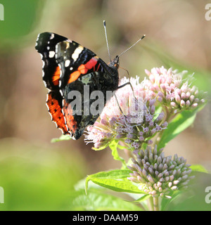 Makros von Butterfly Red Admiral (Vanessa Atalanta) in verschiedenen Posen, Flügel geöffnet, halb geöffnet und geschlossen (85 Bilder in Serie) Stockfoto