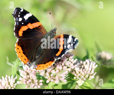 Makro eines Schmetterlings Red Admiral (Vanessa Atalanta) in verschiedenen Posen, Flügel geöffnet, halboffene & geschlossen (viele Bilder in Serie) Stockfoto