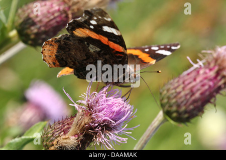 Butterfly Red Admiral (Vanessa Atalanta) Fütterung auf eine Distel Blume Stockfoto