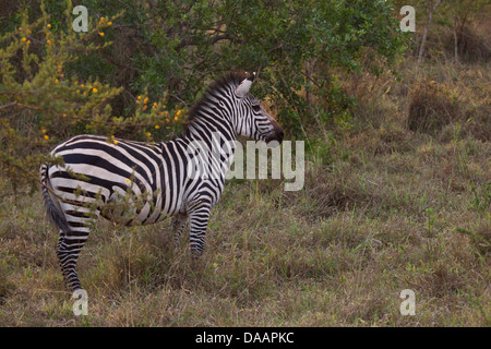 Zebra, Tiere, Säugetiere, Huftiere, wilde Tiere, Wildnis, Tiere, Natur, Pferde, Afrika, Savanne, Uganda, Safari, Stockfoto