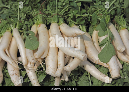 Grüne Gemüse weißer Rettich Raphanus Sativus wachsen in Feld, Maharashtra, Indien Stockfoto