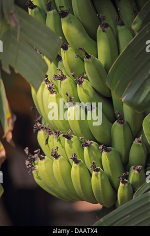 Grüne Banane, Banane, Musa X Paradisiaca L, Indien Stockfoto