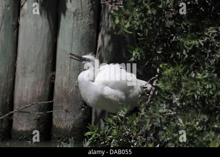 Seidenreiher in Frankreich Stockfoto
