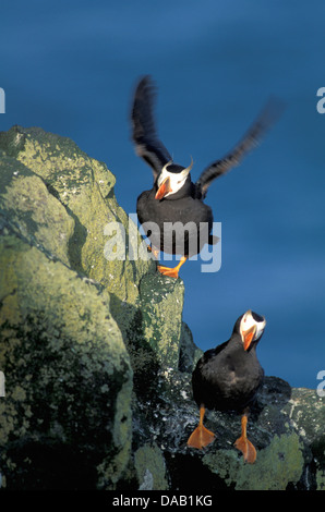 Getuftete Papageientaucher, St.-Paul-Insel, Pribilof Inseln, Alaska, USA, Wildvögel, Vögel, fliegen, Flügel, Klippe, Fels Stockfoto