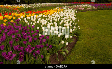 Bereich der bunte Tulpen Stockfoto