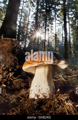 Ein Steinpilz Steht bin Sonntagmorgen (25.09.2011) in Einem Wald bin Großen Rande des Feldbergs Im Taunus. Eine Sozialversicherungsnummer Sonnigen Fintel Zogen Viele Pilzfreunde sterben Wälder in bin Nordrand des Rhein-Main-Gebietes. Foto: Frank Rumpenhorst Dpa/Lhe +++(c) Dpa - Bildfunk +++ Stockfoto