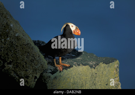 Getuftet, Puffin, St.-Paul-Insel, Pribilof Inseln, Alaska, USA, Vogel, Papageientaucher, Felsen, Meer, bunt, Schnabel Stockfoto