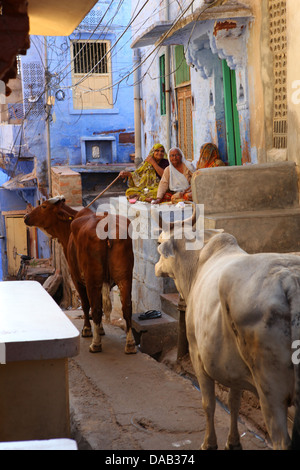 Jodhpur, blaue Stadt, Stadt, blau, Gassen, Kuh, heilig, Kühe, schmal, eng, ruinieren, sagen, Frauen, alte Frauen, Rajasthan, sitzen, Indien, Asien Stockfoto