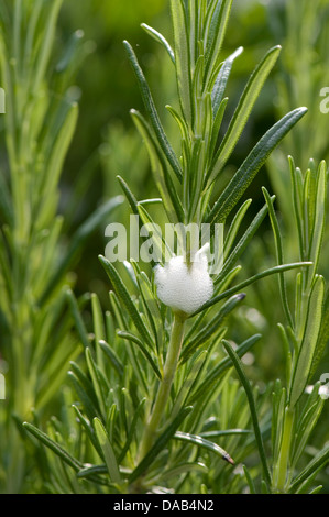 Cuckoo Spit on auf einem Rosmarin-Busch verursacht von einer Nymphe Blutzikade, Philaenus spumarius Stockfoto