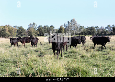 Schwarze Stiere auf einer Weide in Frankreich Stockfoto