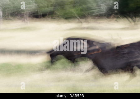 Schwarze Stiere in Frankreich Stockfoto