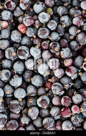 Ribes Nigrum. Gefrorene Johannisbeere Stockfoto