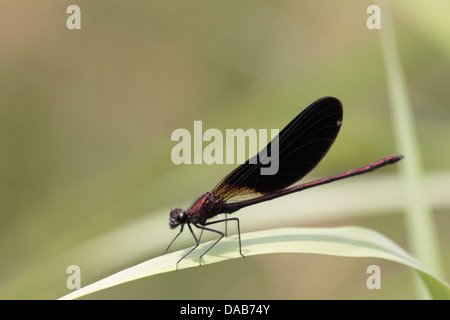 Libelle sitzt auf Reed über einen Fluss in Frankreich Stockfoto