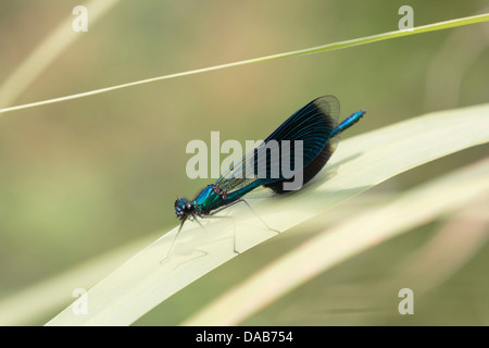 Libelle sitzt auf Reed über einen Fluss in Frankreich Stockfoto