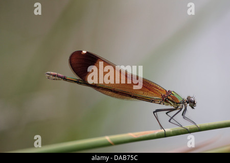 Libelle sitzt auf Reed über einen Fluss in Frankreich Stockfoto