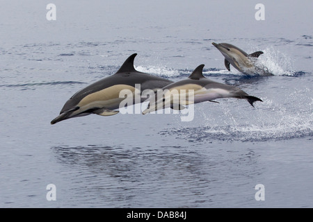 Gemeiner Delphine, kurzer Schnabel gemeine Delfine, Delphinus Delphis, Kalb sprang neben Mutter, Pico, Azoren, Portugal Stockfoto