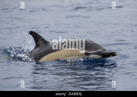 Gemeiner Delphin, kurzer Schnabel Gemeinen Delphin, Delphinus Delphis, Belag mit Auge sichtbar, Lajes do Pico, Azoren, Portugal Stockfoto