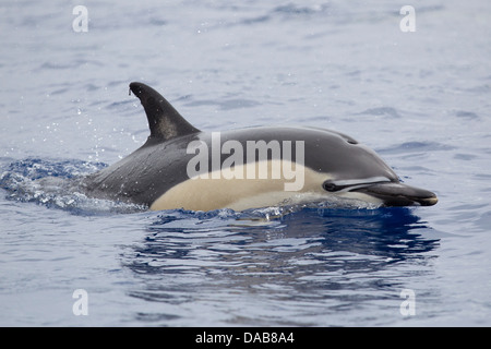 Gemeiner Delphin, kurzer Schnabel Gemeinen Delphin, Delphinus Delphis, Belag mit Auge sichtbar, Lajes do Pico, Azoren, Portugal Stockfoto