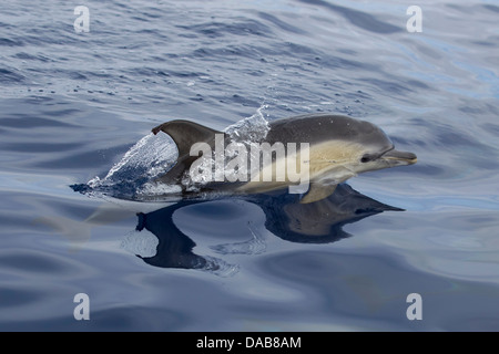 Gemeiner Delphin, kurzer Schnabel Gemeinen Delphin, Delphinus Delphis, juvenile Delphin auftauchen, Lajes Do Pico, Azoren, Portugal Stockfoto