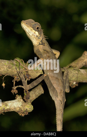 ELLIOTS FOREST LIZARD Calotes Ellioti. Periyar Tiger Reserve, Kerala, Indien Stockfoto