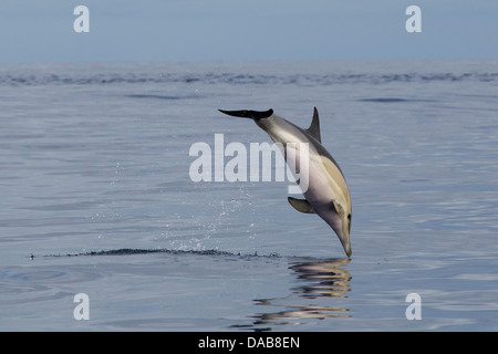 Gemeiner Delphin, kurzer Schnabel Gemeinen Delphin, Delphinus Delphis, springen in Lajes do Pico, Azoren, Portugal Stockfoto