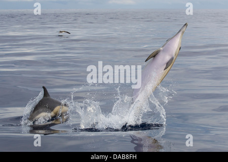 Gemeine Delphine, kurzer Schnabel gemeine Delfine, Delphinus Delphis, springen und spielen zusammen, Lajes Do Pico, Azoren, Portugal Stockfoto