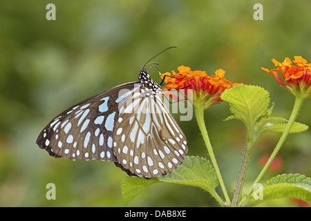 BLUE TIGER Tirumala Limniace (Butler), Periyar gemeinsame Tiger Reserve, Kerala, Indien Nymphalidae: Pinsel Footed Schmetterlinge Stockfoto