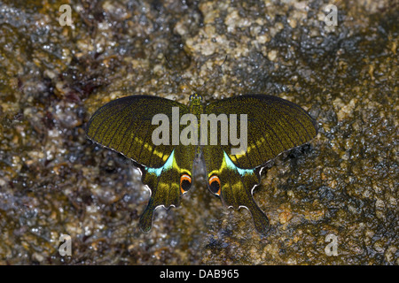 PARIS PEACOCK Papilio Paris gemeinsame Periyar Tiger Reserve, Kerala, Indien Papilionidae: Schwalbenschwänze Stockfoto