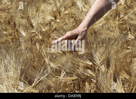 Landwirt hand im Weizenfeld. Landwirtschaftlichen Konzept. Stockfoto