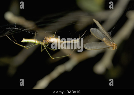 LYNX SPIDER Oxyopes SP. Spider Fütterung auf Termite Lage: Golaghat Bezirk, Assam Stockfoto